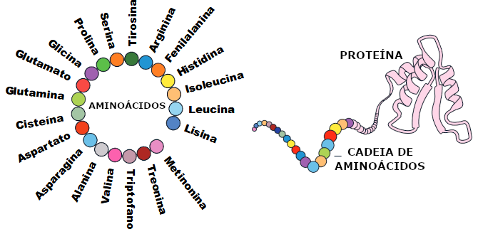 Aminoácidos e proteínas