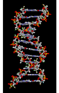 Molécula de DNA